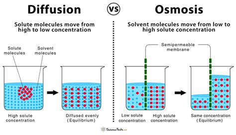 Diffusion and osmosis (video) .